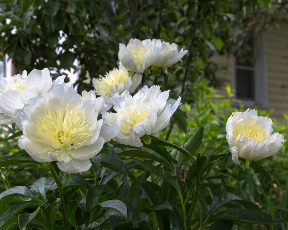 Paeonia 'Honey Gold'