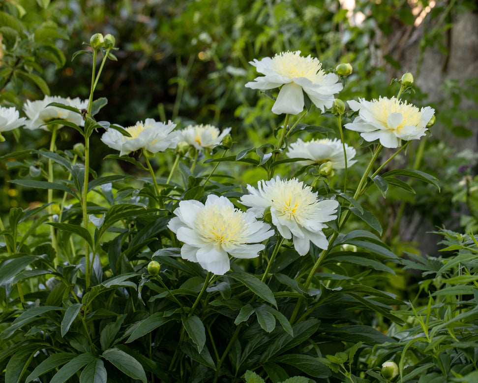 Paeonia 'Honey Gold'