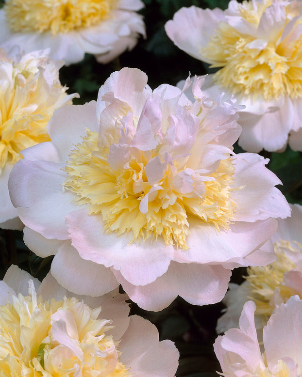 Paeonia 'Honey Gold'