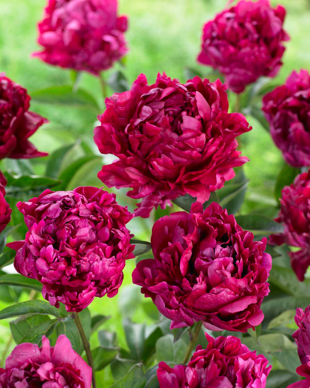Paeonia 'Lady in Red'