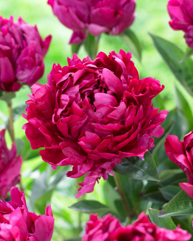 Paeonia 'Lady in Red'