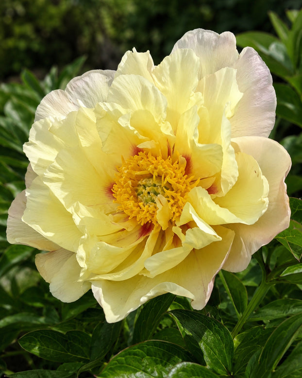 Paeonia 'Lemon Dream'