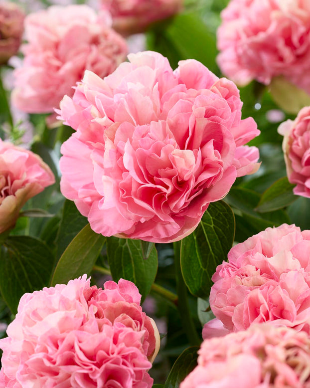 Paeonia 'Lois Choice'