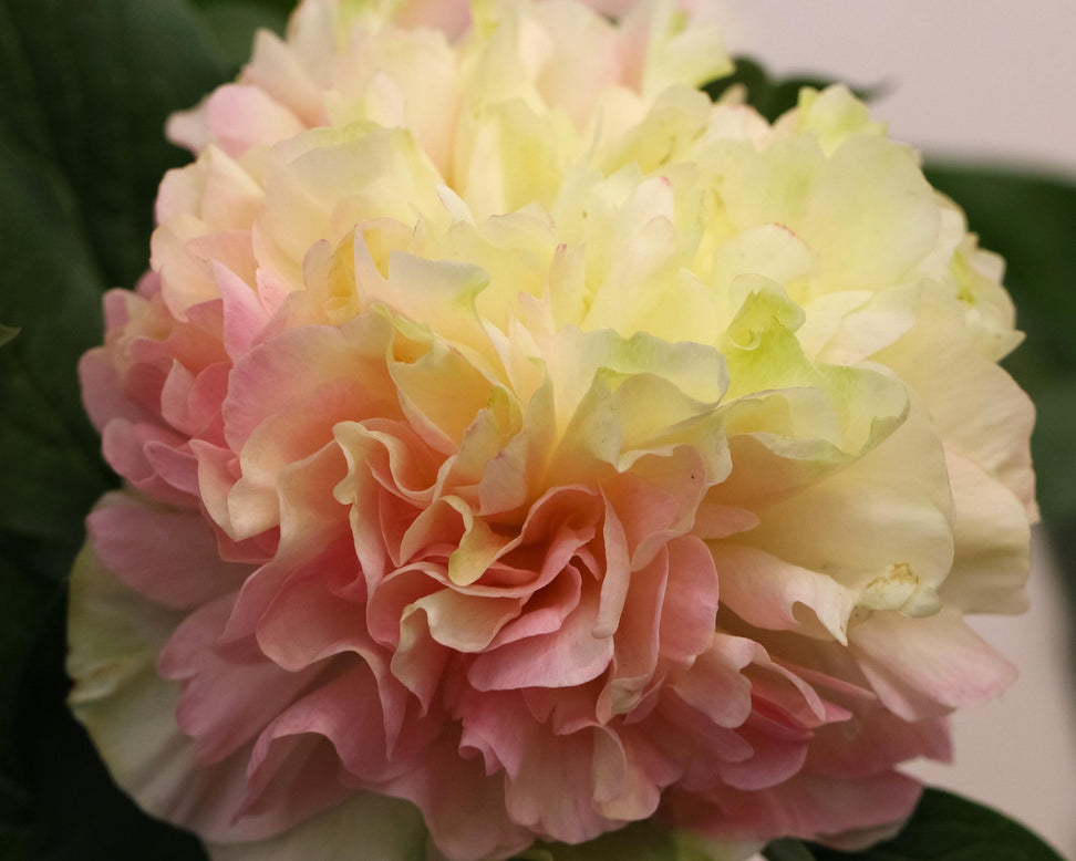 Paeonia 'Lois Choice'