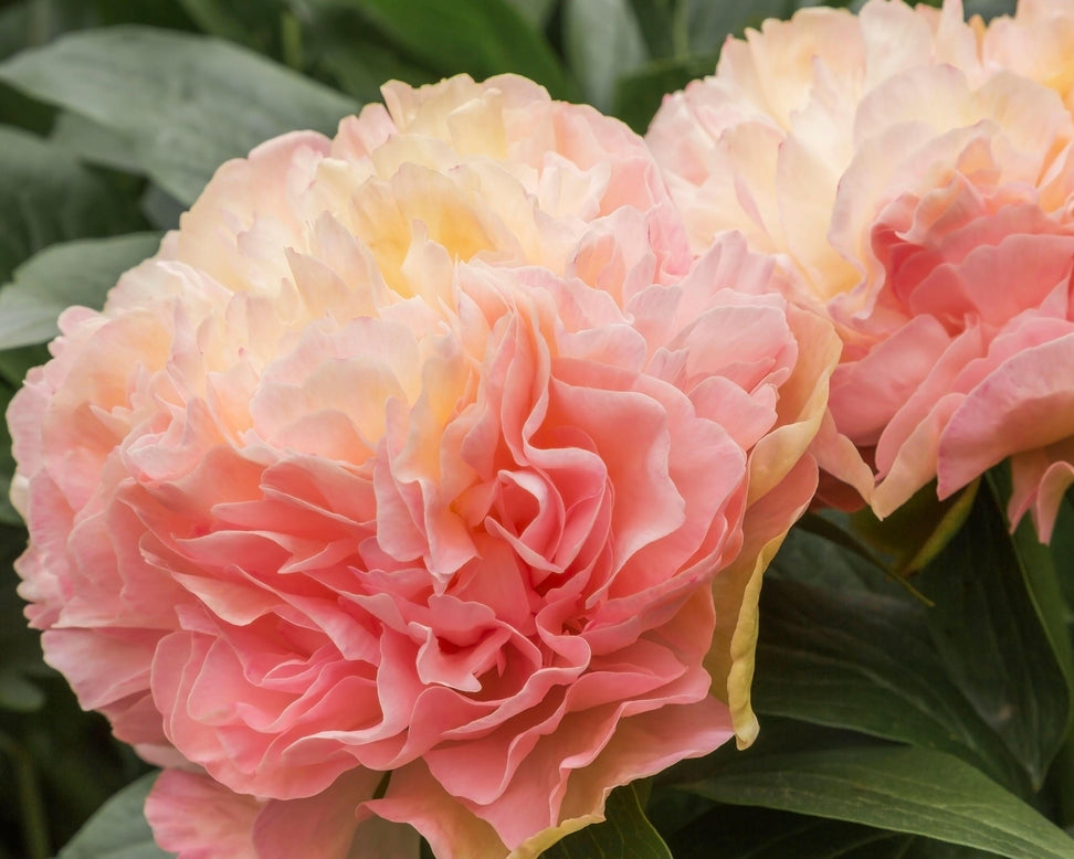 Paeonia 'Lois Choice'
