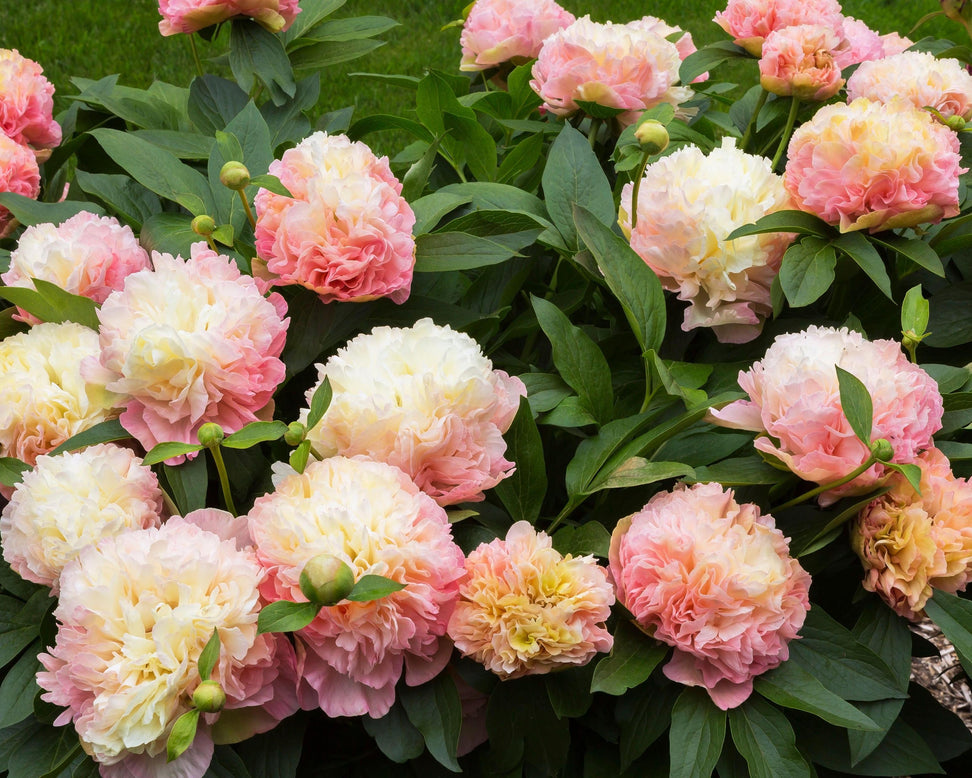 Paeonia 'Lois Choice'