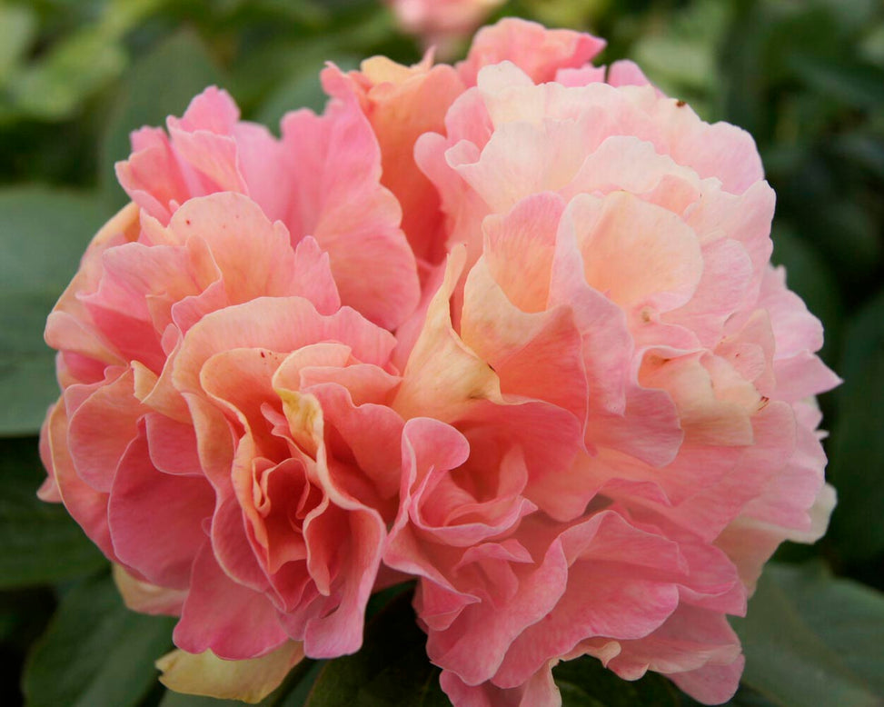 Paeonia 'Lois Choice'