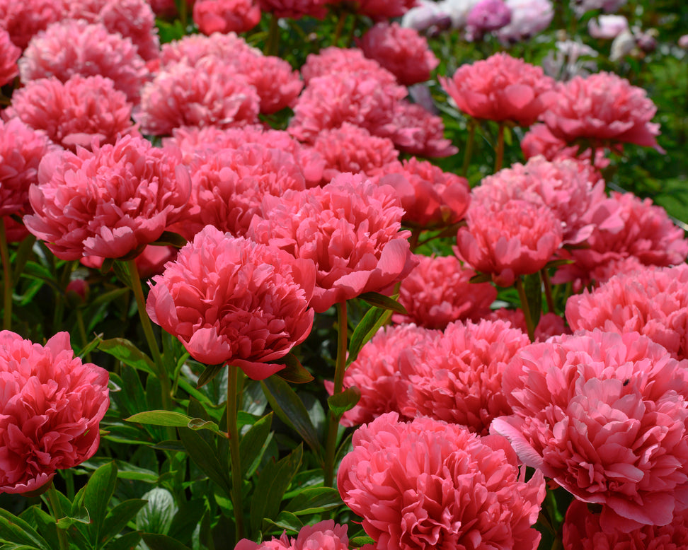 Paeonia 'Lorelei'