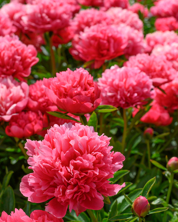 Paeonia 'Lorelei'
