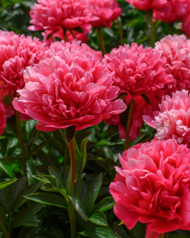 Paeonia 'Lorelei'