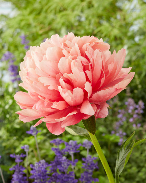 Paeonia 'Lorelei'