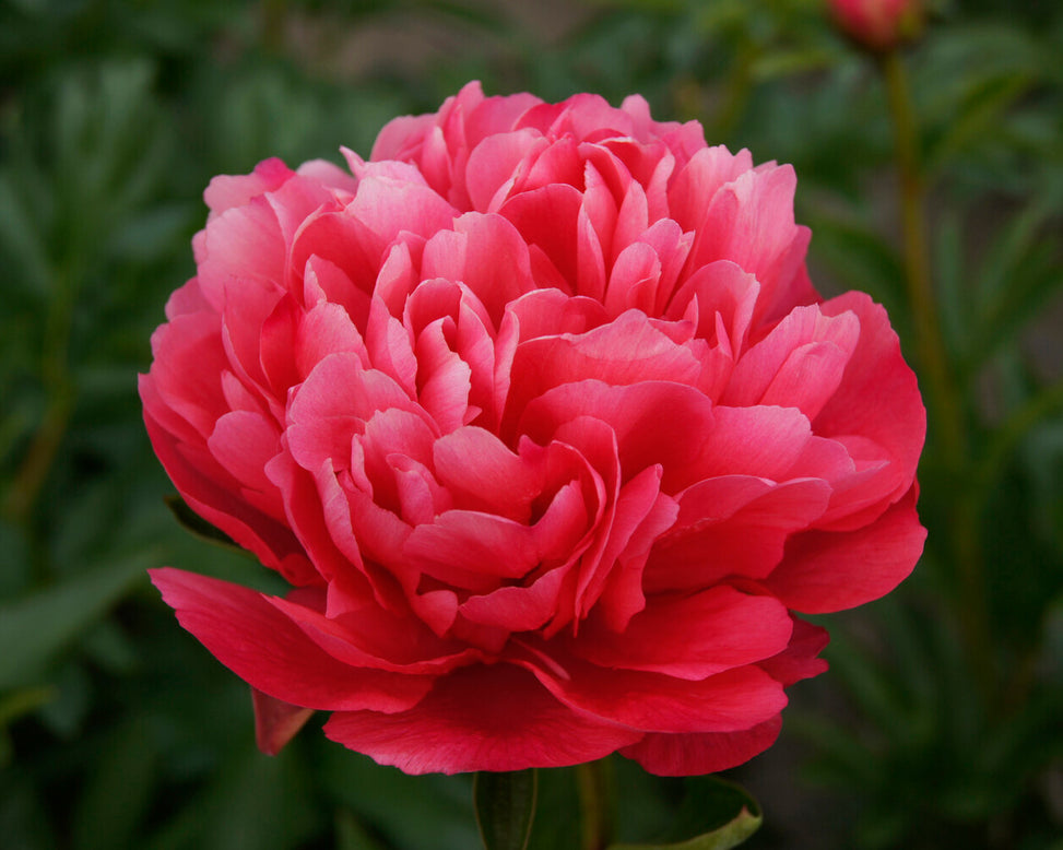 Paeonia 'Lorelei'