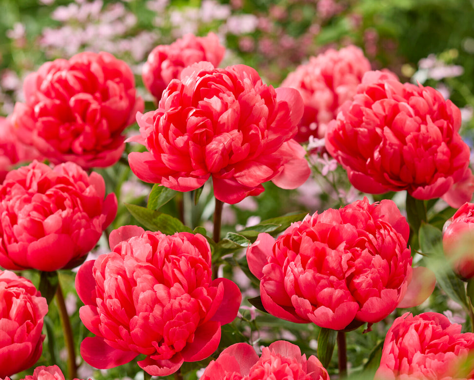 Paeonia 'Lorelei'