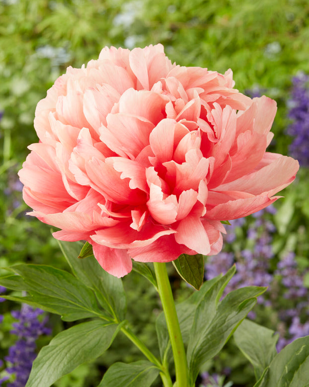 Paeonia 'Lorelei'