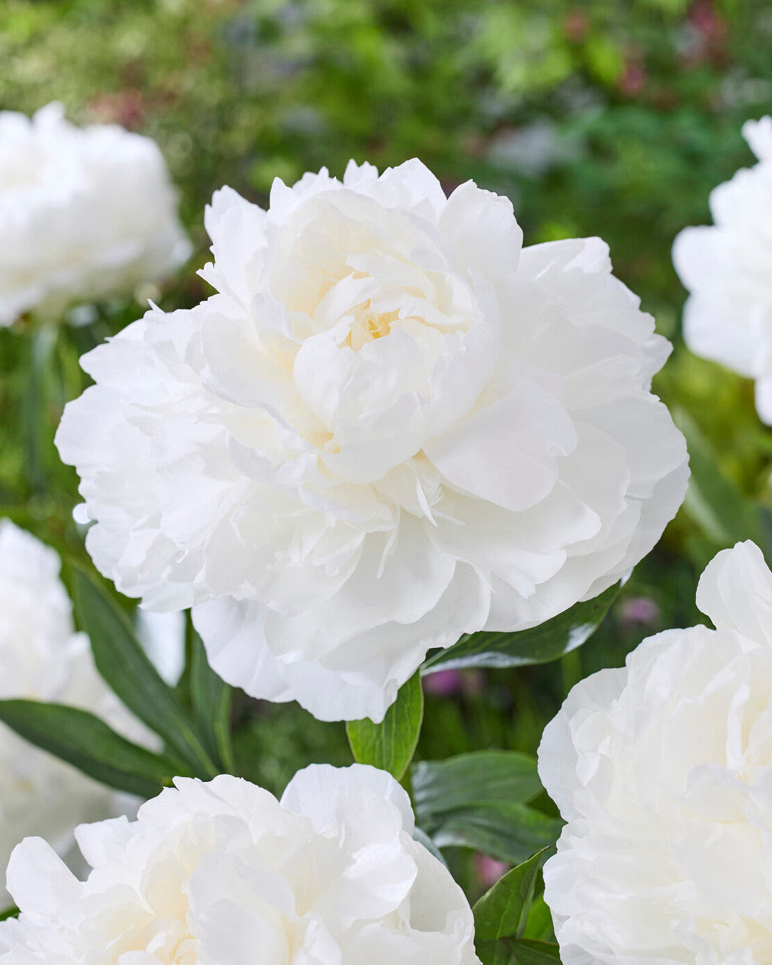Paeonia 'Madame Claude Tain'