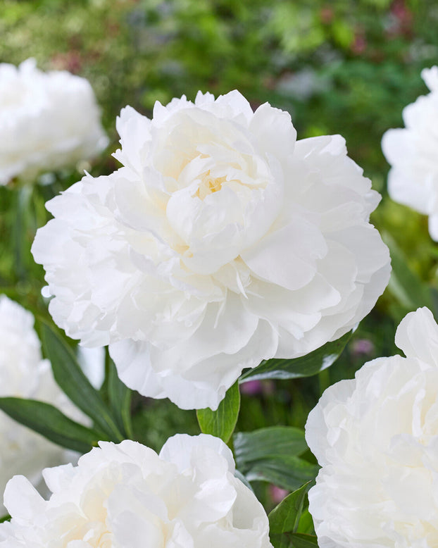 Paeonia 'Madame Claude Tain'