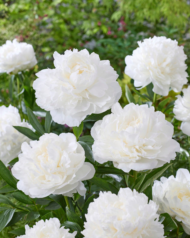 Paeonia 'Madame Claude Tain'