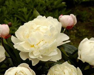 A photo showing a cluster of Paeonia 'Mother's Choice' peonies with large double ivory white flowers.