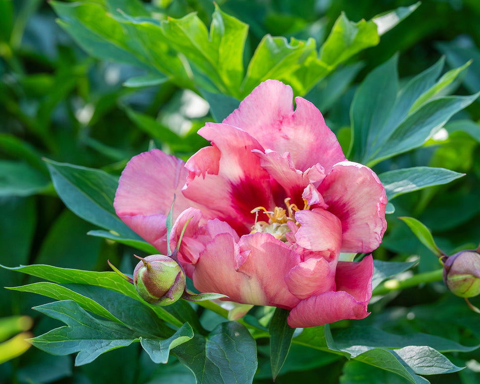 Paeonia 'Old Rose Dandy'