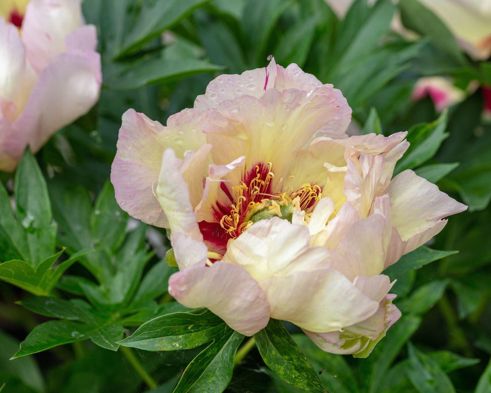 Paeonia 'Old Rose Dandy'