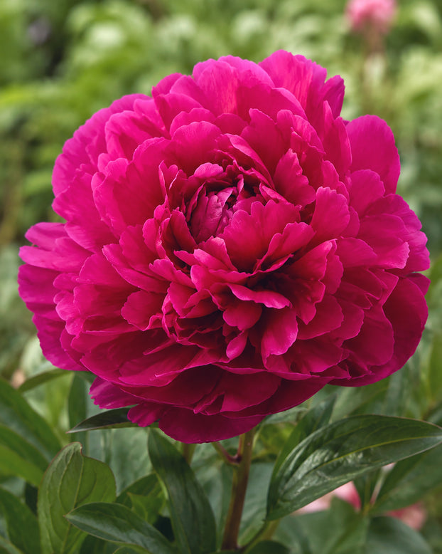 Paeonia 'Paul M. Wild'