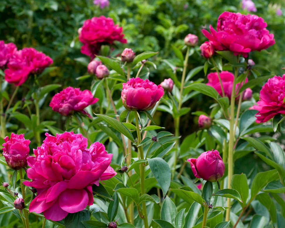 Paeonia 'Paul M. Wild'