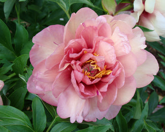 Paeonia 'Peach-a-Licious'