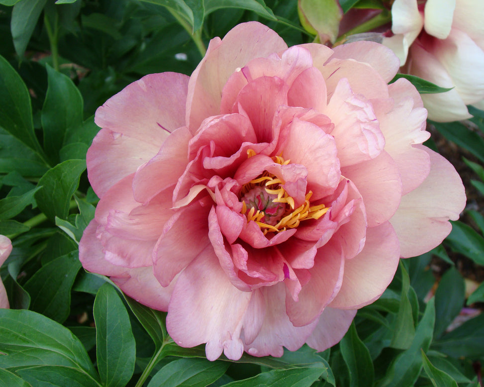 Paeonia 'Peach-a-Licious'