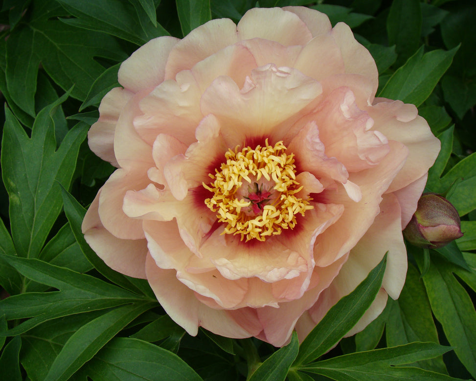 Paeonia 'Peach-a-Licious'