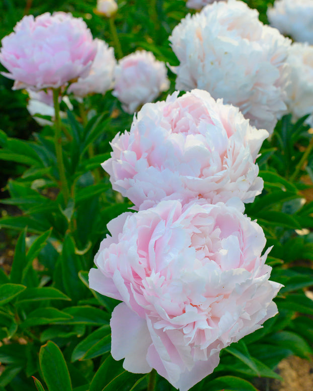 Paeonia 'Pillow Talk'