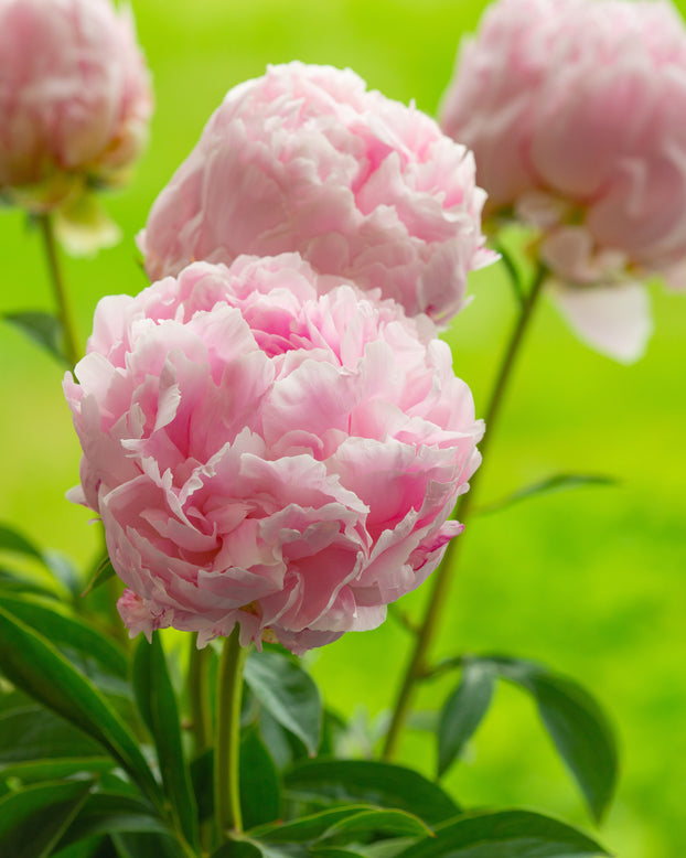 Paeonia 'Pillow Talk'