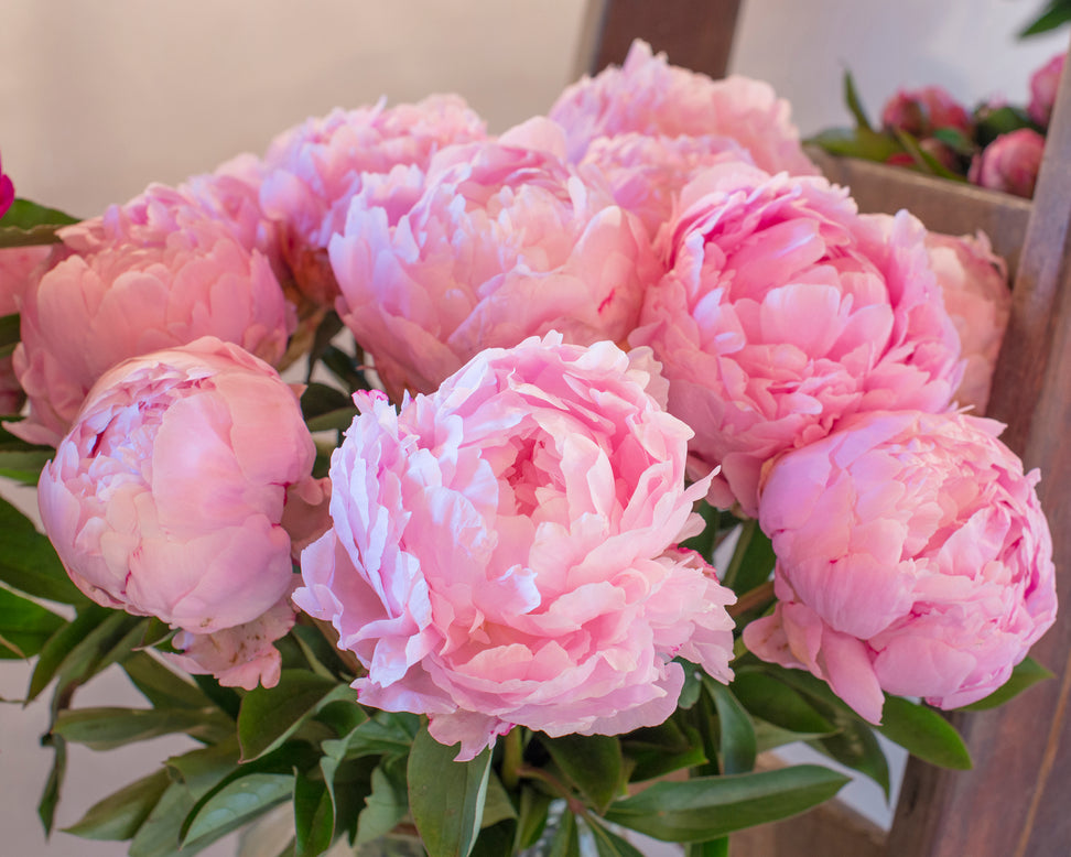Paeonia 'Pillow Talk'