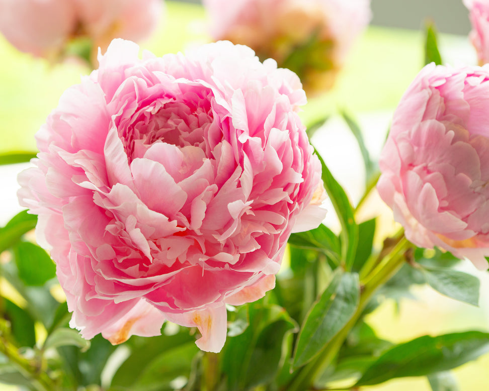 Paeonia 'Pillow Talk'