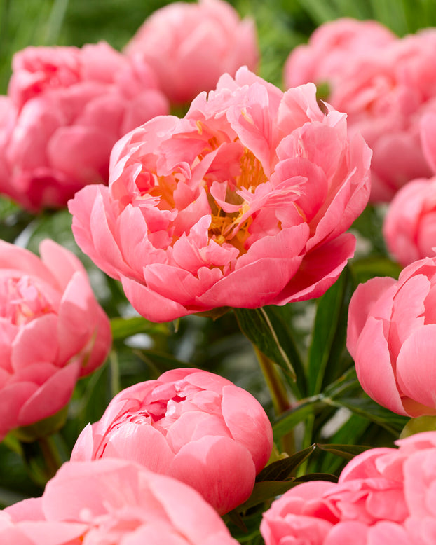 Paeonia 'Pink Hawaiian Coral'