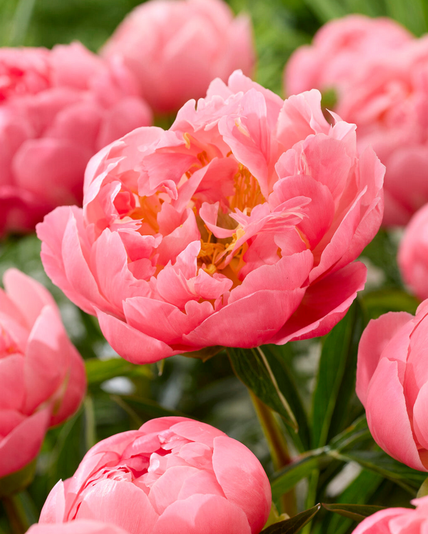 Paeonia 'Pink Hawaiian Coral'