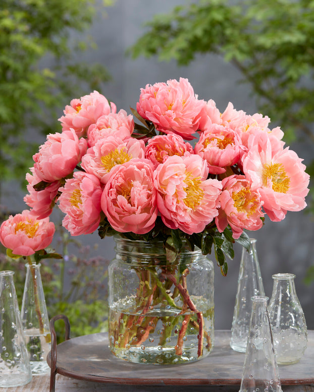 Paeonia 'Pink Hawaiian Coral'