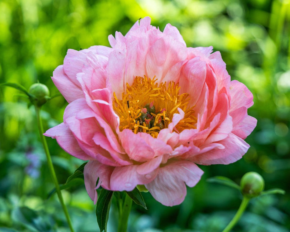 Paeonia 'Pink Hawaiian Coral'