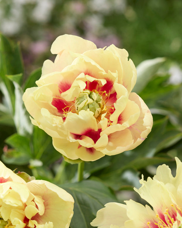 Paeonia 'Prairie Charm'