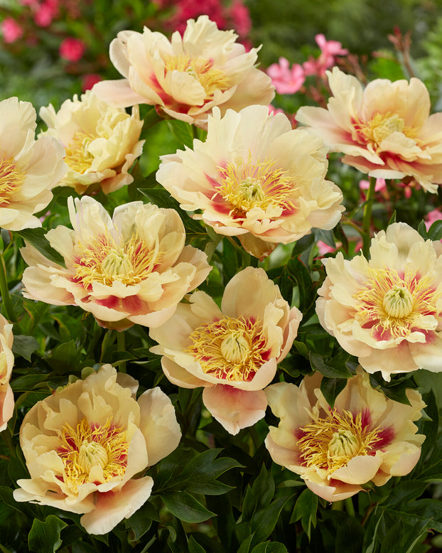 Paeonia 'Prairie Charm'