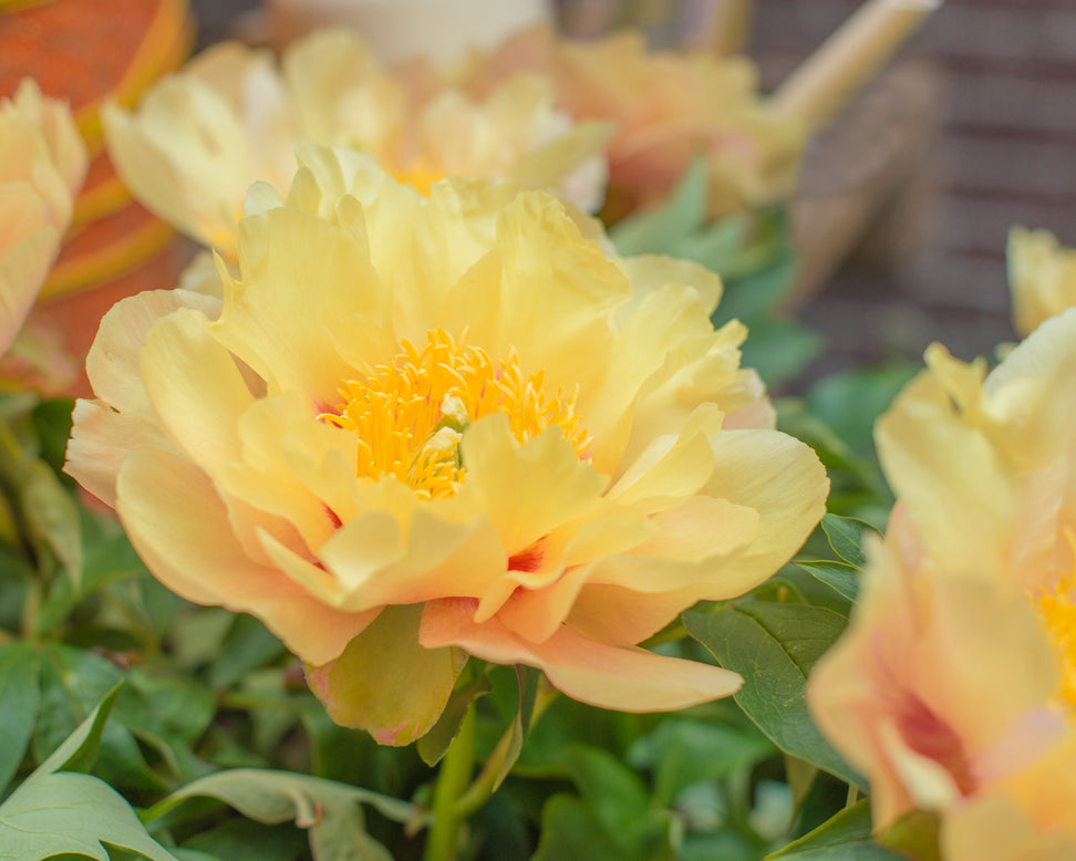 Paeonia 'Prairie Charm'