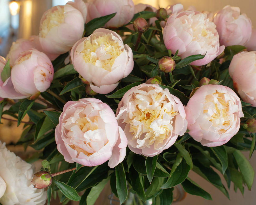 Paeonia 'Primevère'