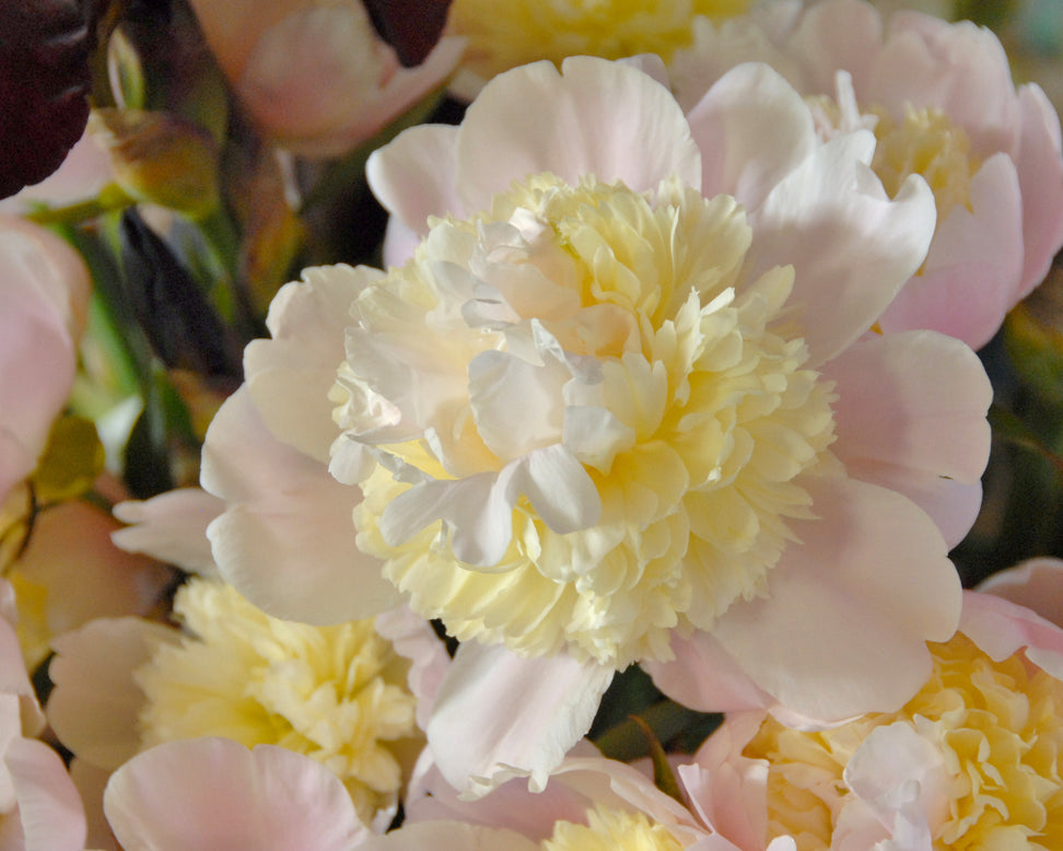 Paeonia 'Primevère'