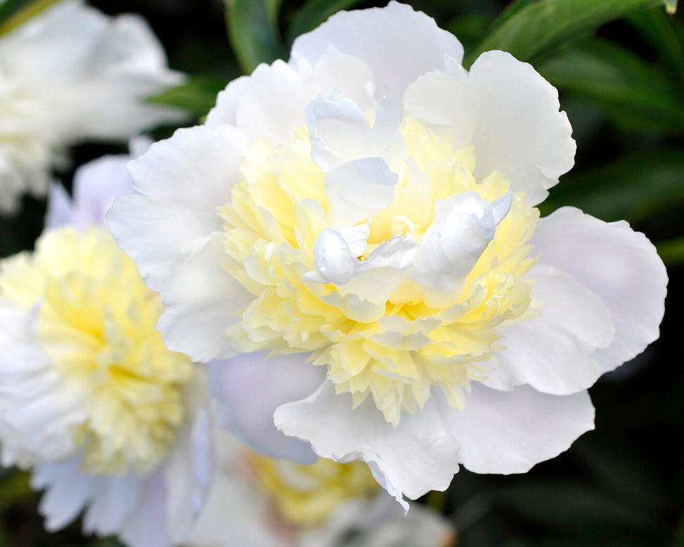 Paeonia 'Primevère'