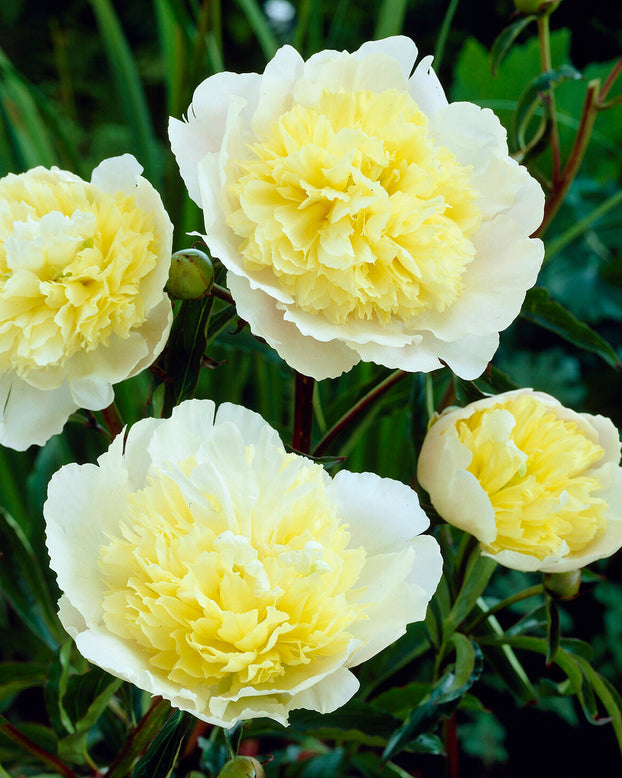 Paeonia 'Primevère'