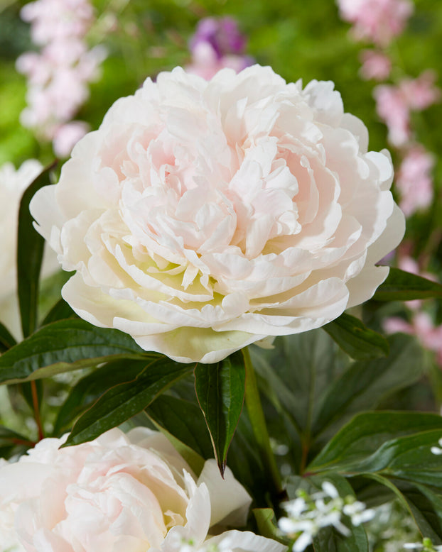 Paeonia 'Puffed Cotton'