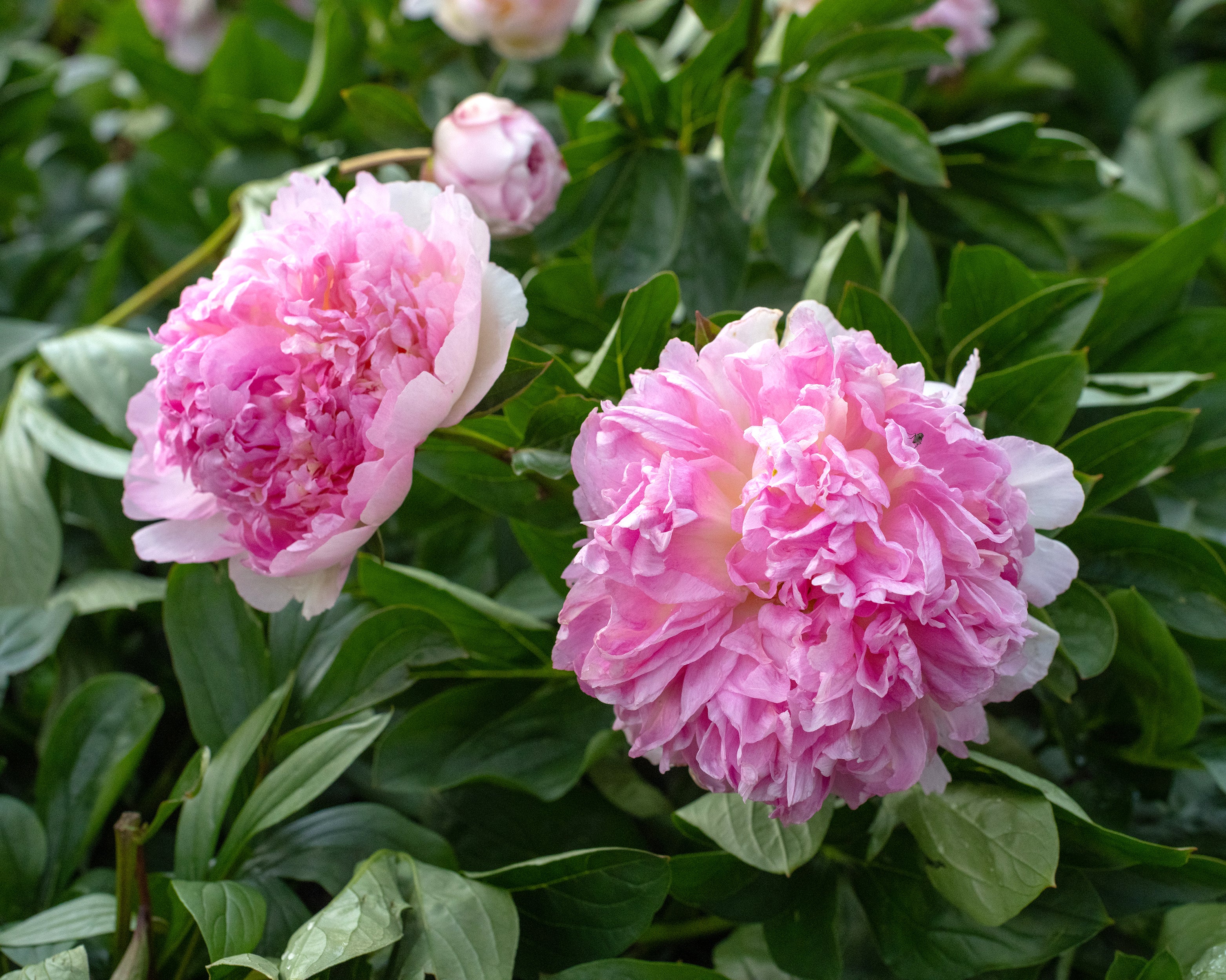 Paeonia lactiflora 'Raspberry Sundae' bare roots — Buy pale pink ...