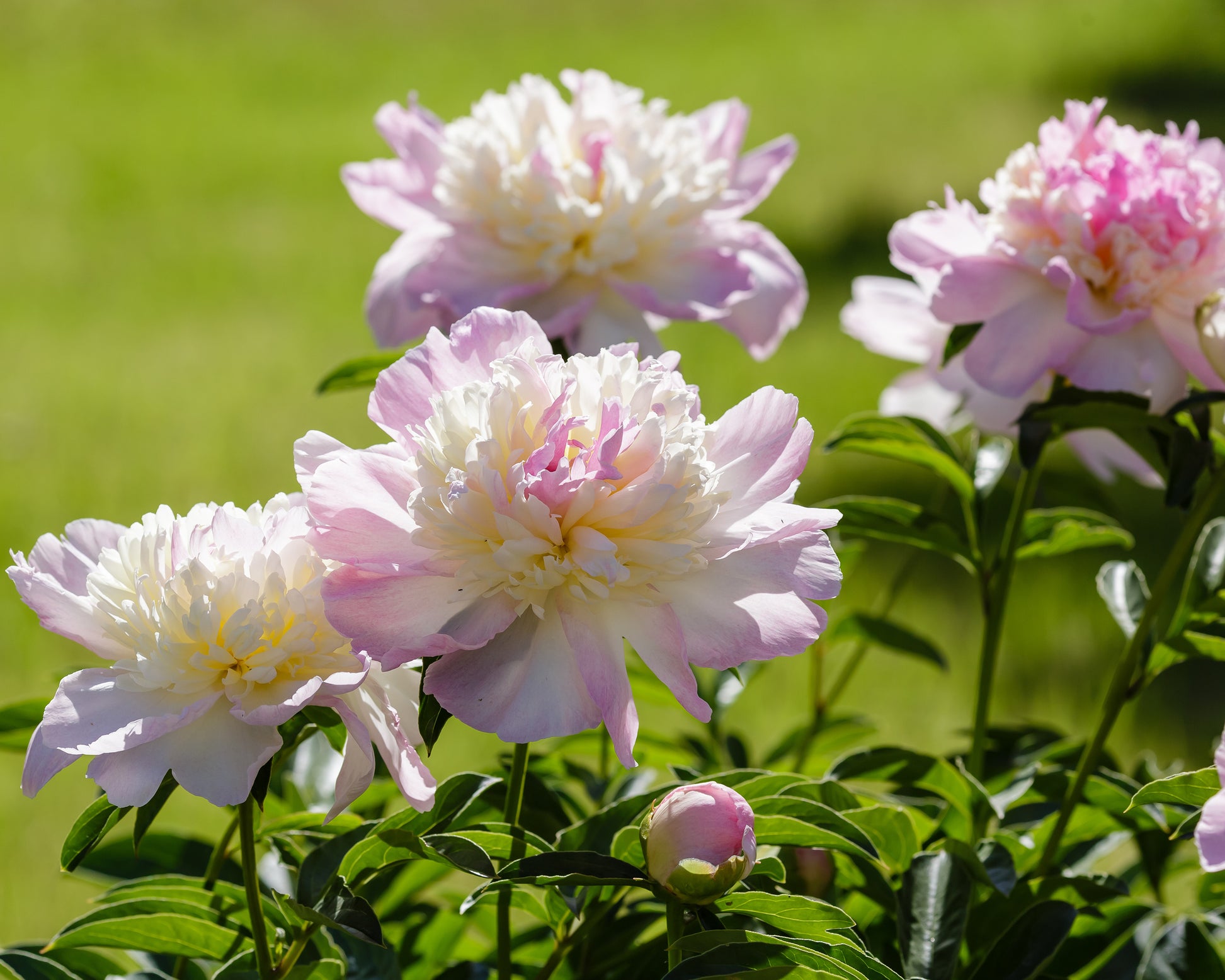 Paeonia lactiflora 'Raspberry Sundae' bare roots — Buy pale pink ...
