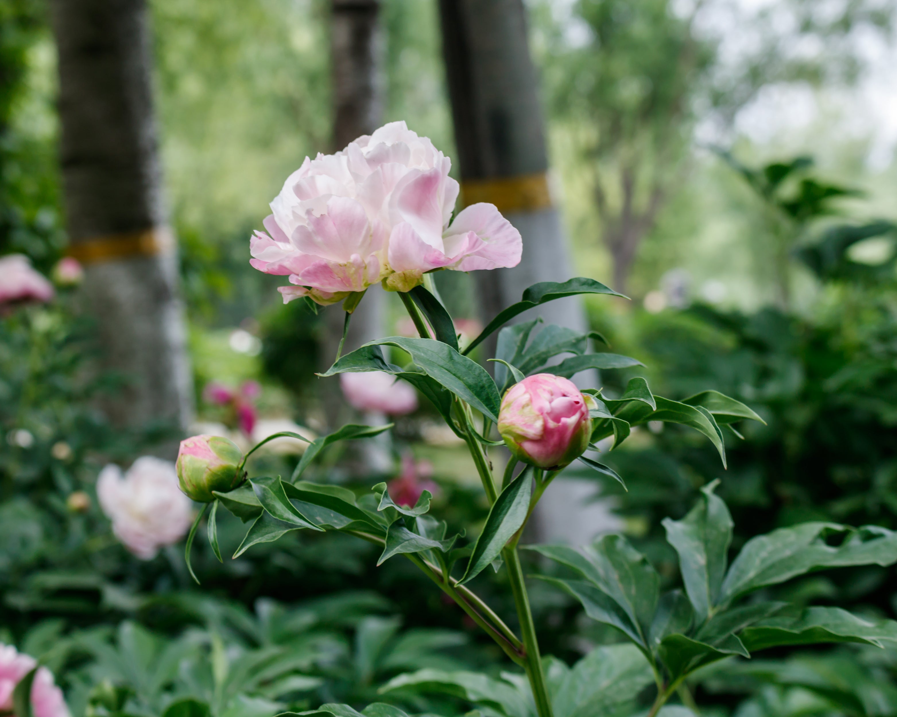 Paeonia lactiflora 'Raspberry Sundae' bare roots — Buy pale pink ...