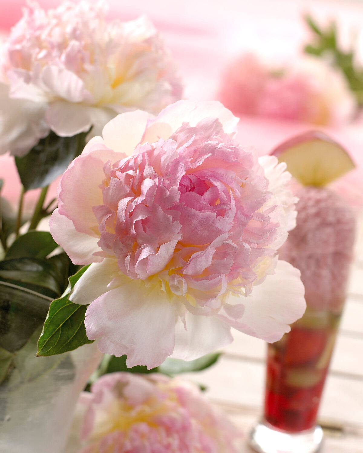 Paeonia lactiflora 'Raspberry Sundae' bare roots — Buy pale pink ...