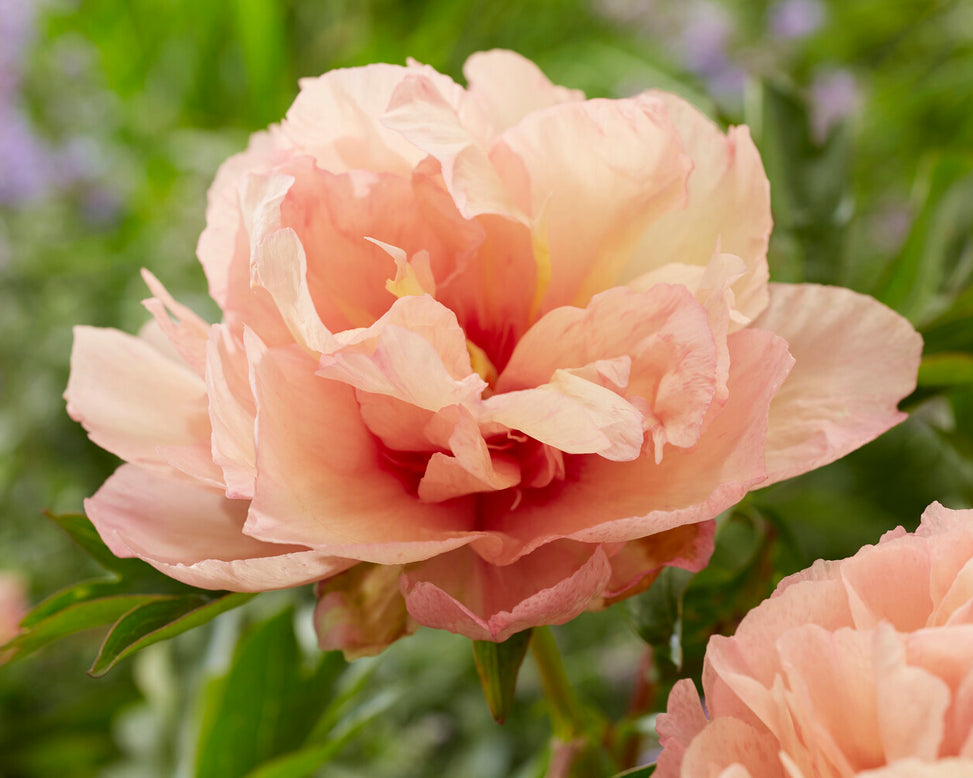 Paeonia 'Royal Blush'
